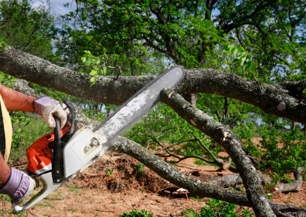 Best Commercial Tree Services  in Aurora, NE