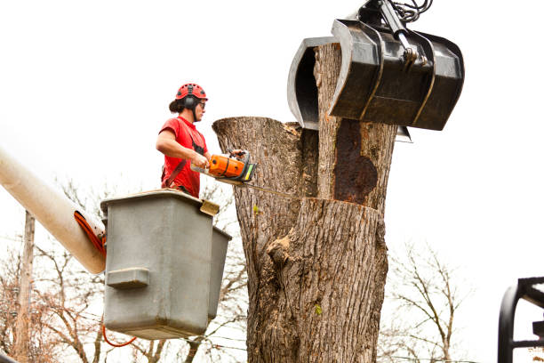 How Our Tree Care Process Works  in  Aurora, NE